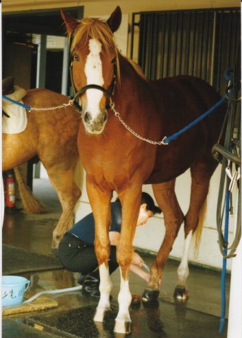 競馬 元東京競馬場誘導馬トウショウファルコの実使用ゼッケン - その他スポーツ