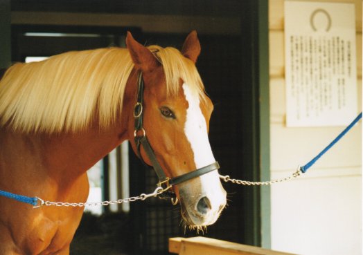 おらくるあすかの馬資料館－トウショウファルコ